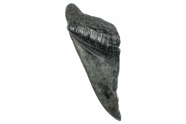 Partial Fossil Megalodon Tooth - South Carolina #275390